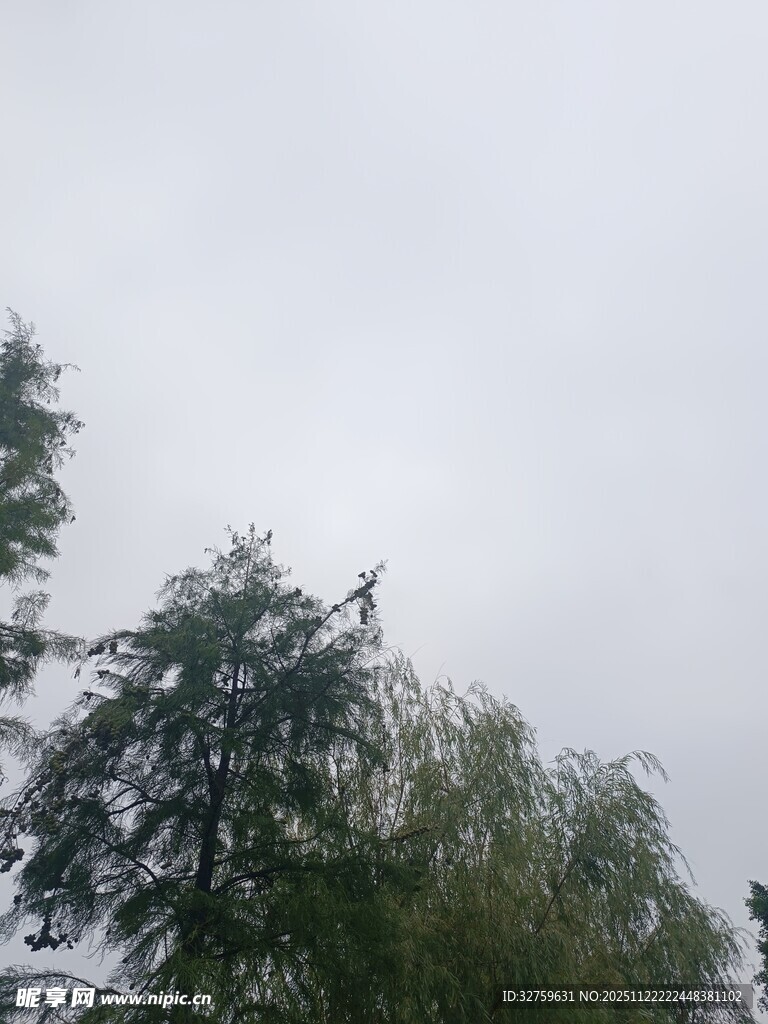 阴天中的树木景观