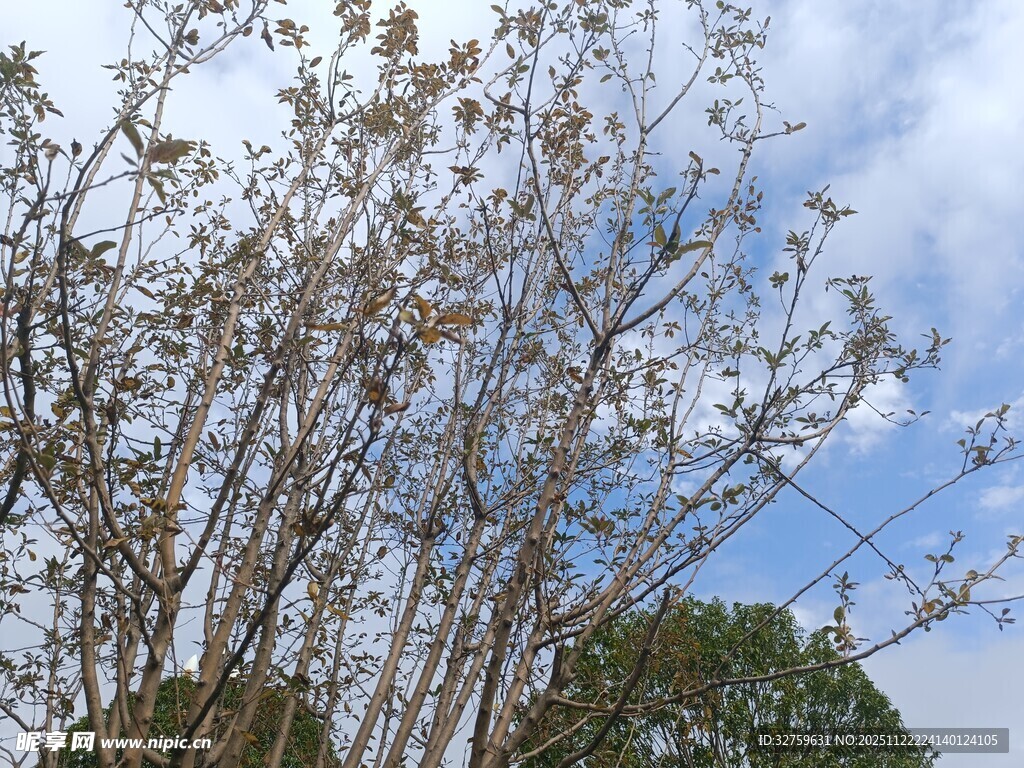 蓝天映衬下的光秃树木