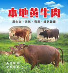 本地黄牛牛肉宣传海报