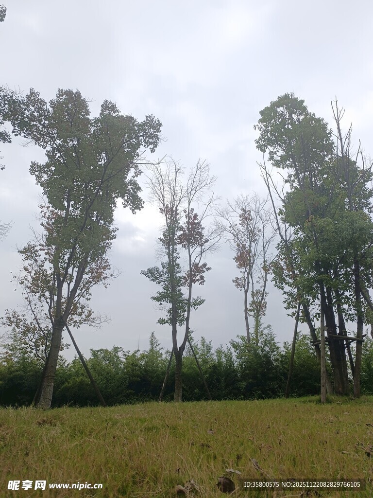 田野中的树木景观