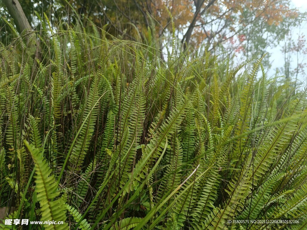 茂密蕨类植物景观