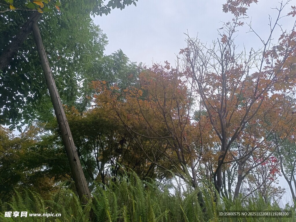 秋日树林中的多彩树木