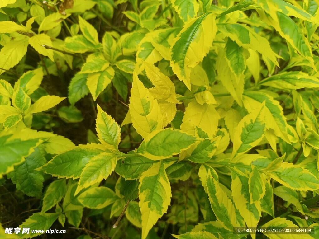 黄绿相间的斑斓叶片