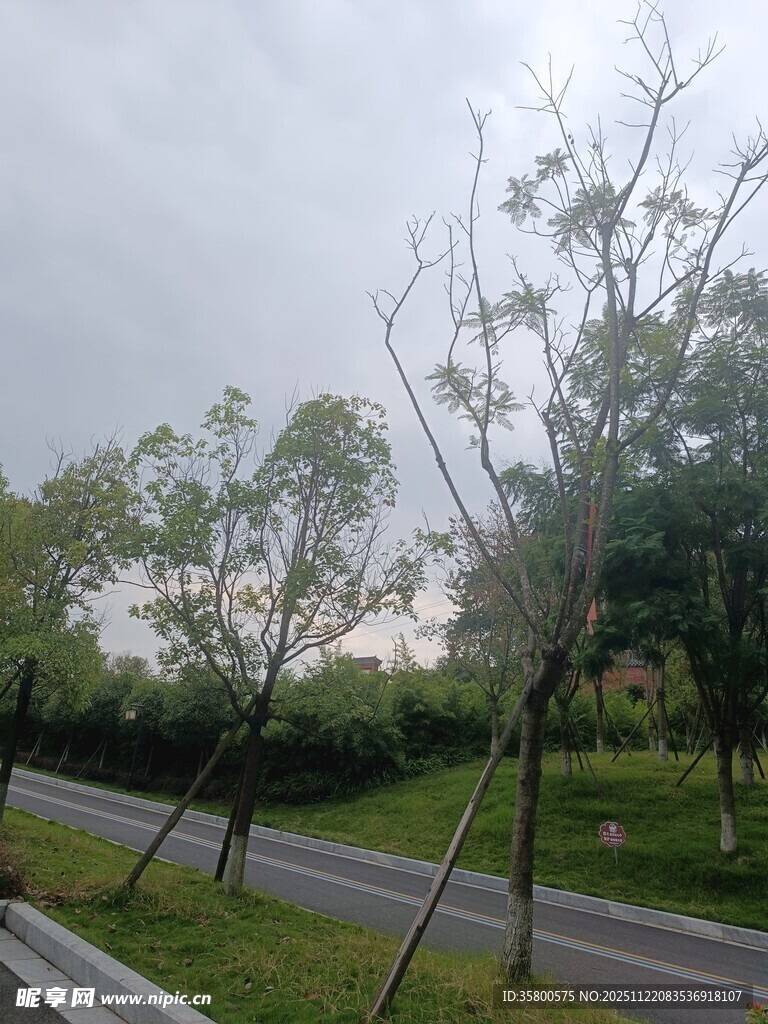 路边绿树成荫的自然景致