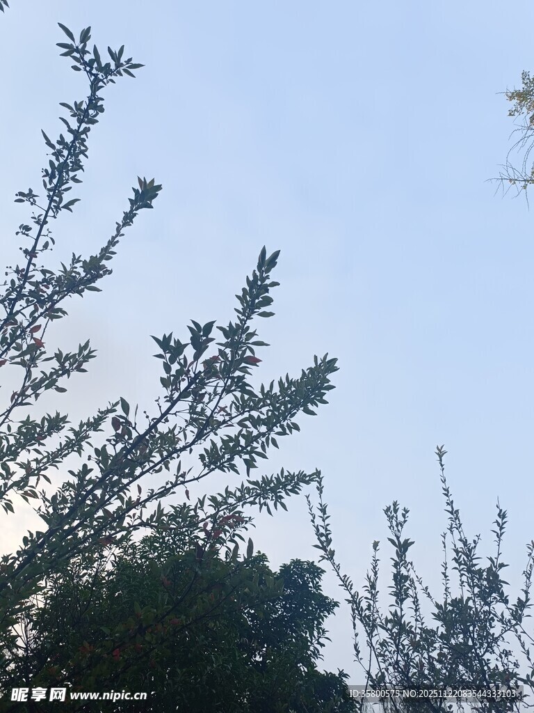 蓝天映衬下的树梢剪影