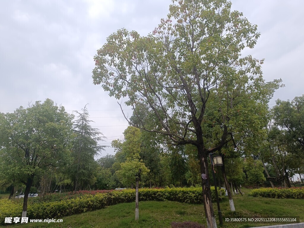 公园绿树成荫的景致