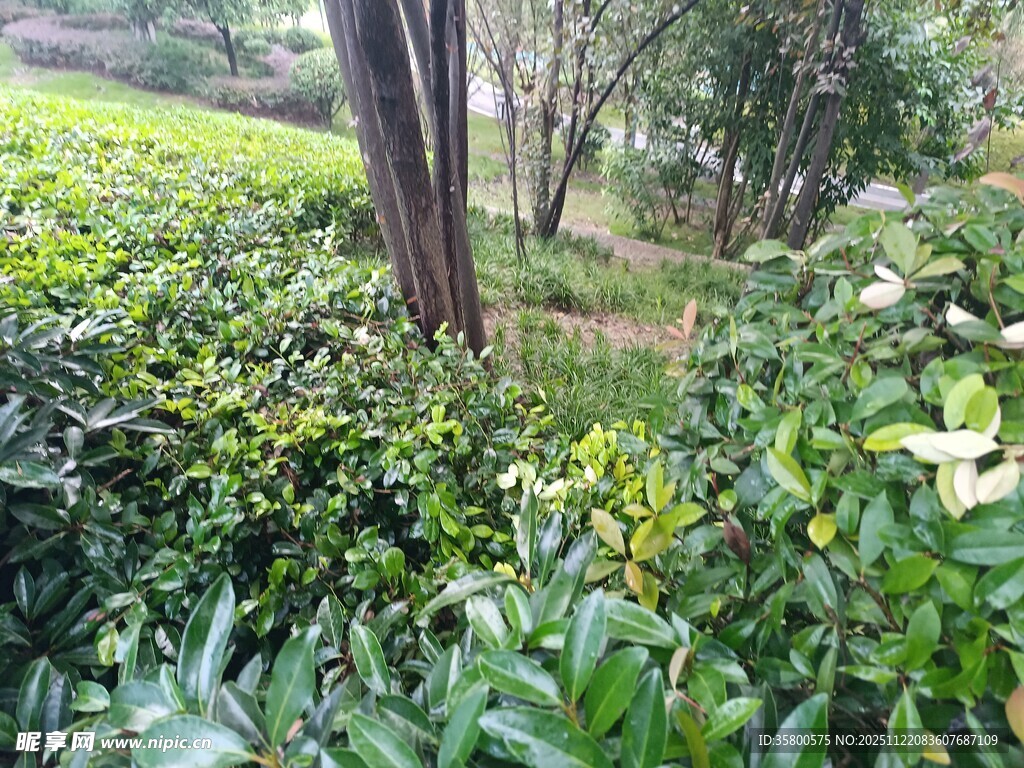 绿意盎然的繁茂树林景观