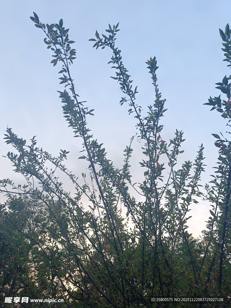 蓝天映衬下的繁茂树枝