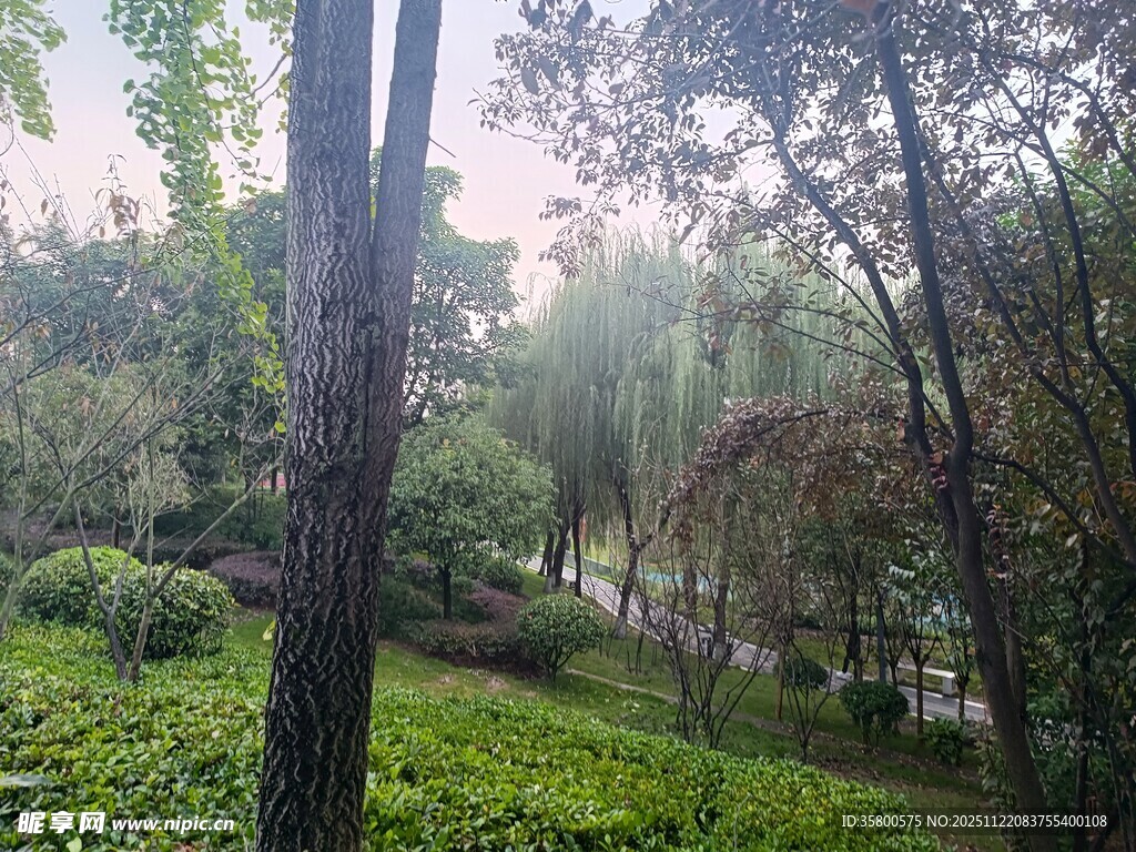 林间绿意盎然的静谧景致