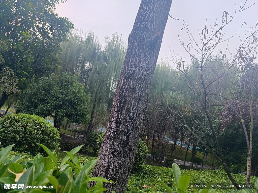 林间粗壮树干与繁茂植被