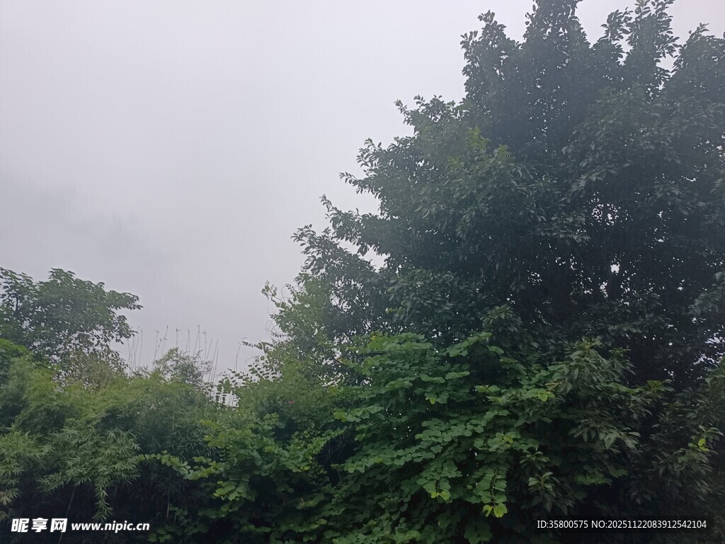 雨中葱郁树木景观