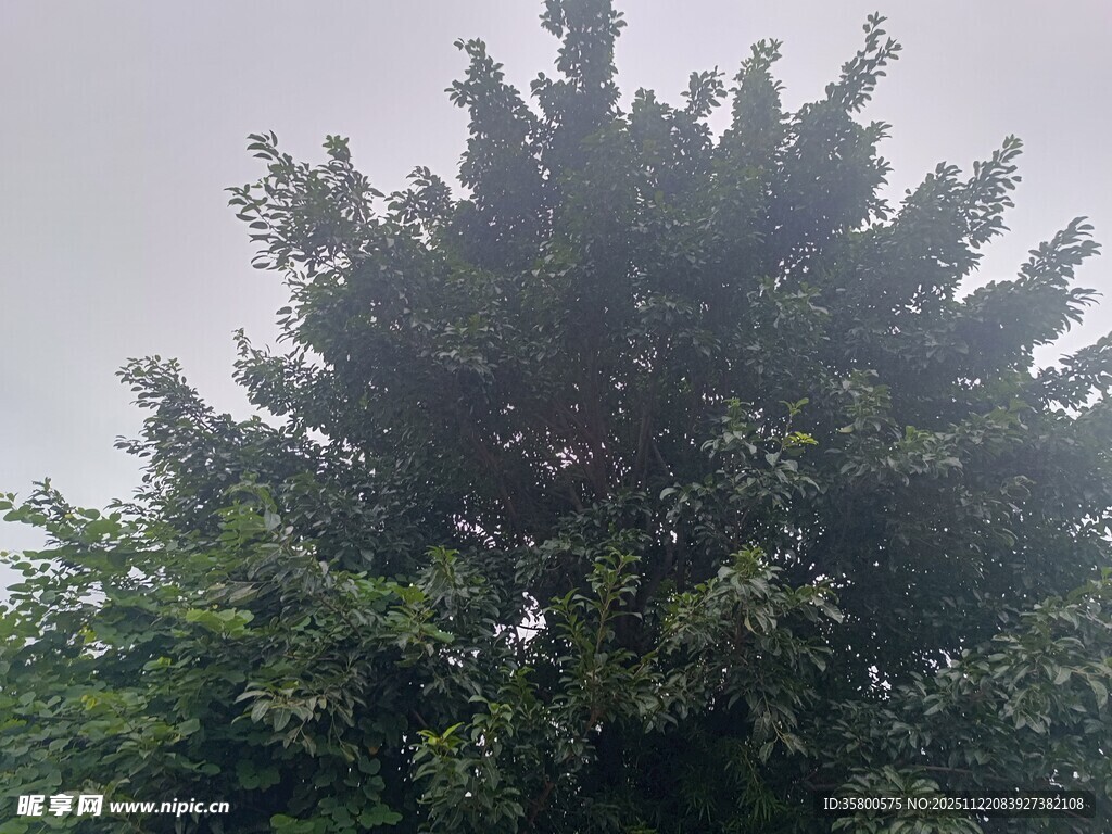 高大繁茂的绿树