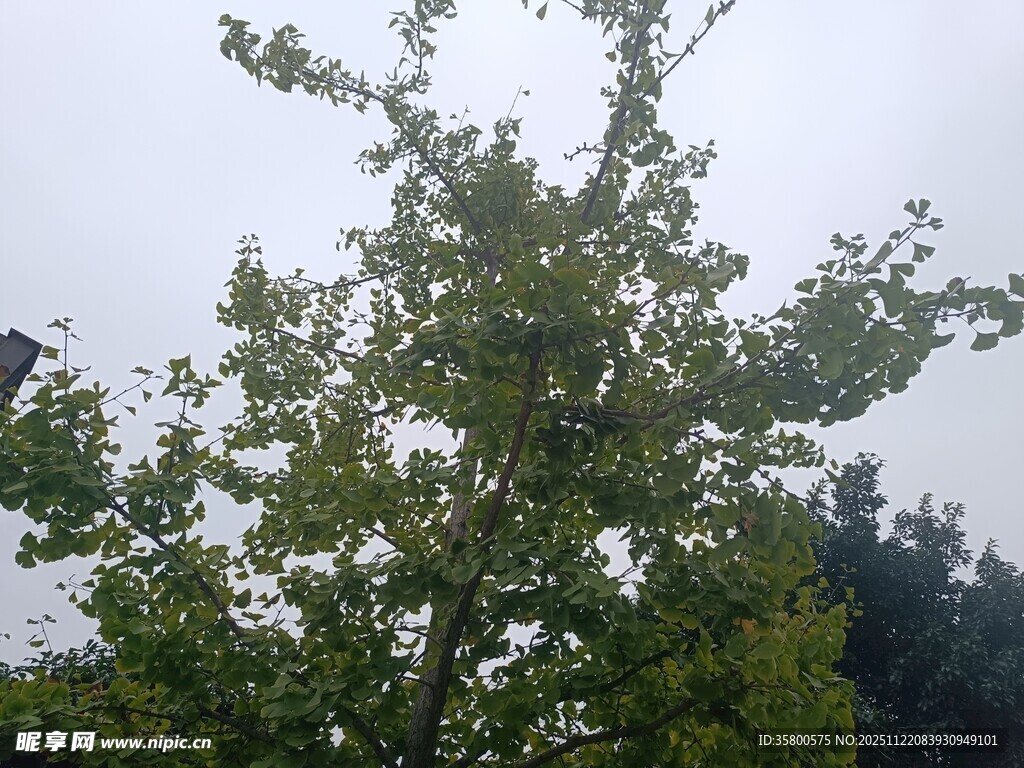 绿叶繁茂的树木