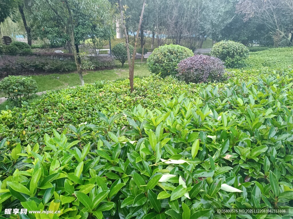 雨中清新绿植景观