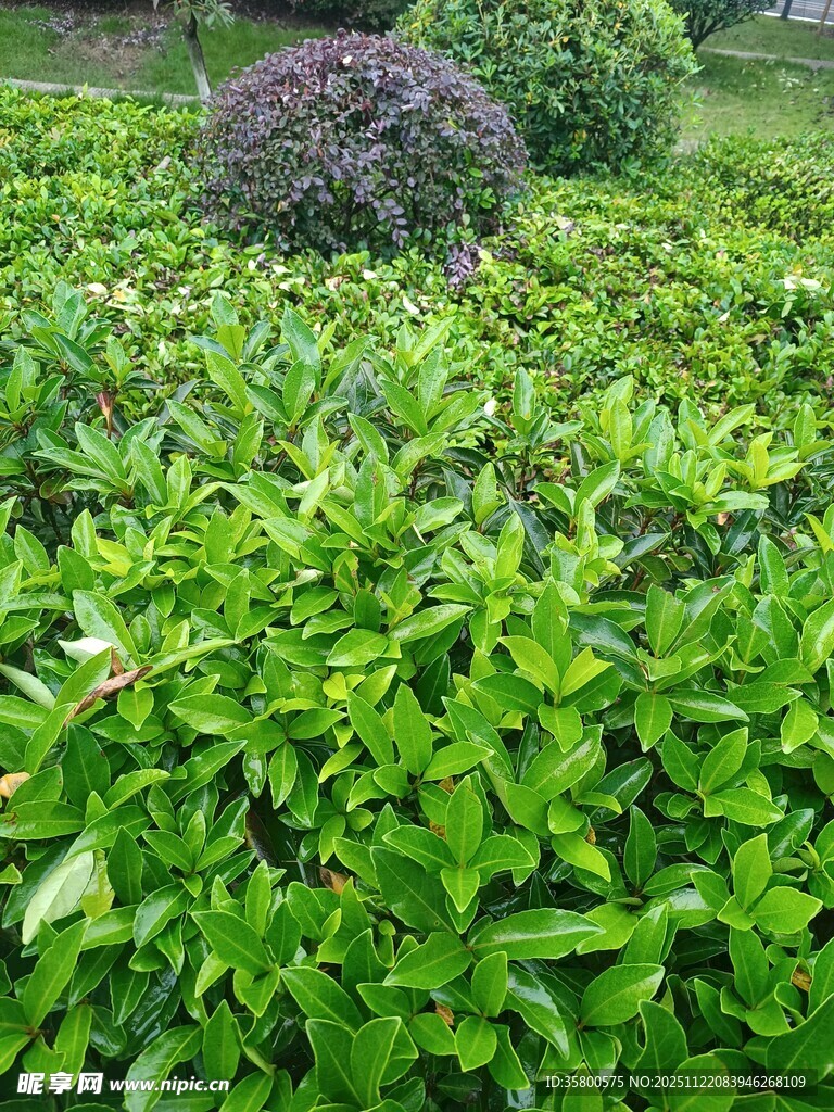 绿意盎然的繁茂绿植景观