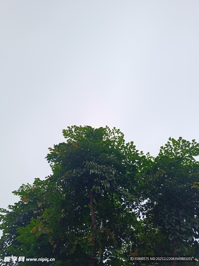 树梢之上的朦胧天空