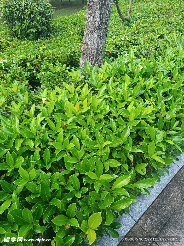 翠绿繁茂的园林灌木景观