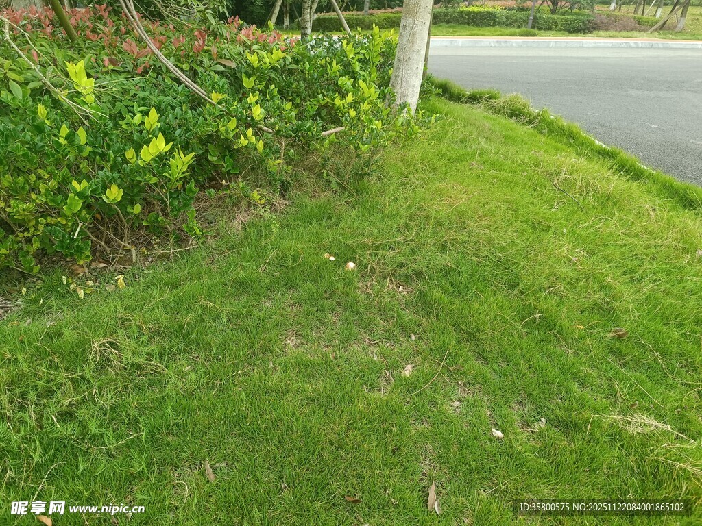 路边绿意盎然的草地景观