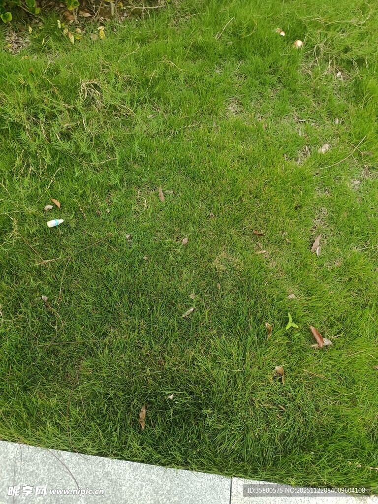 户外草地局部景象