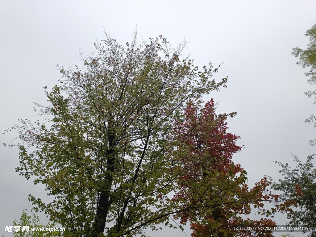 秋日多彩树木景观