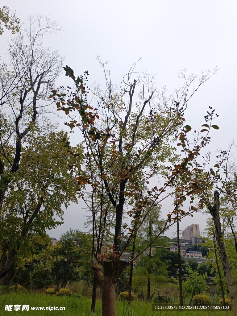 郊外光秃树木景观