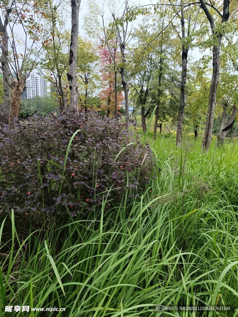 林间茂盛草木景观