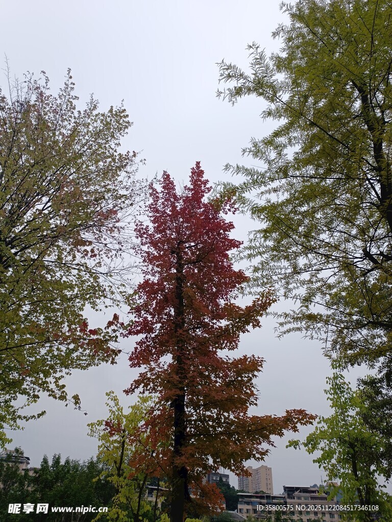 秋日红枫与绿树相映