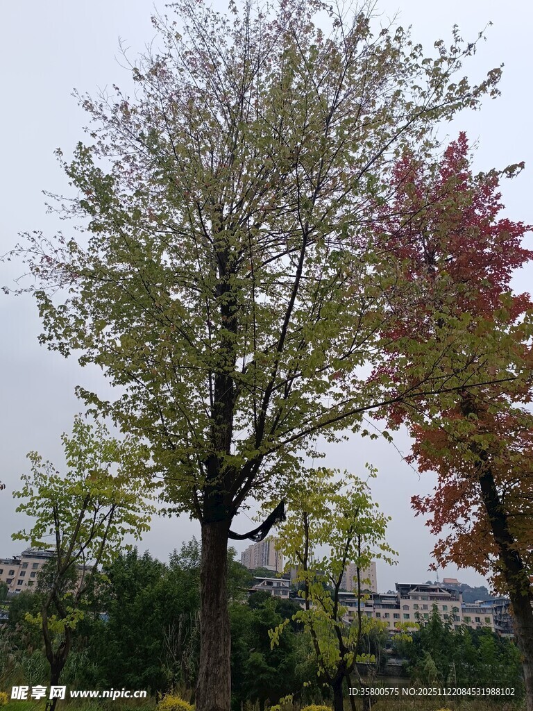 秋日多彩树木景观