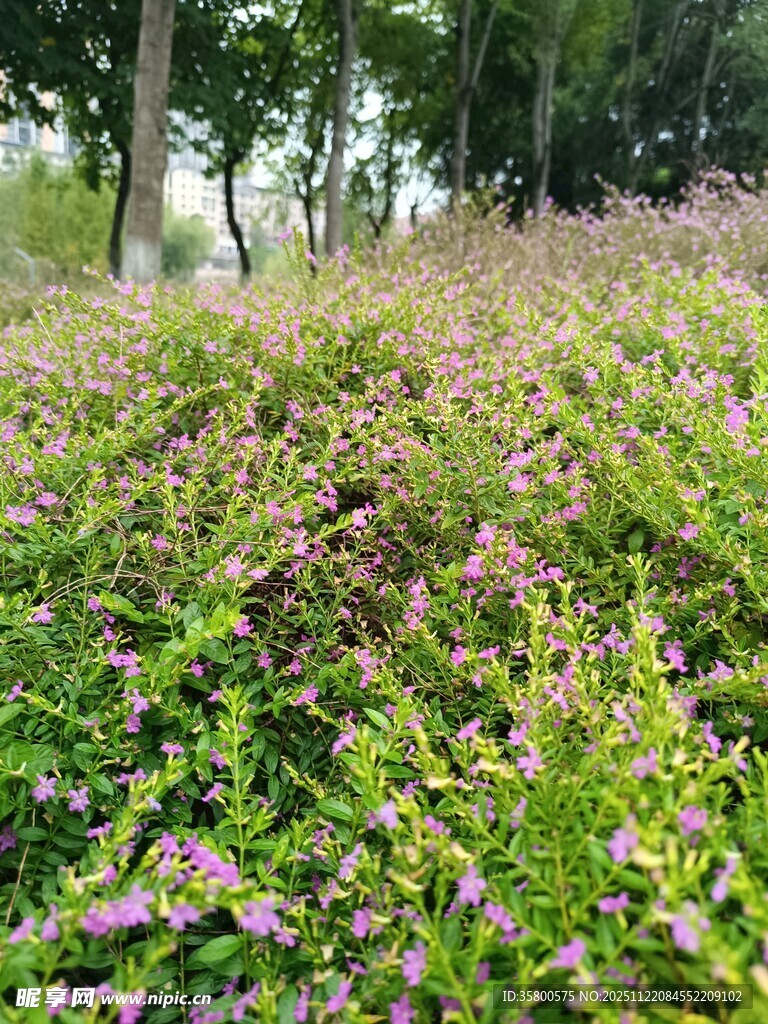 繁花似锦的绿植景观
