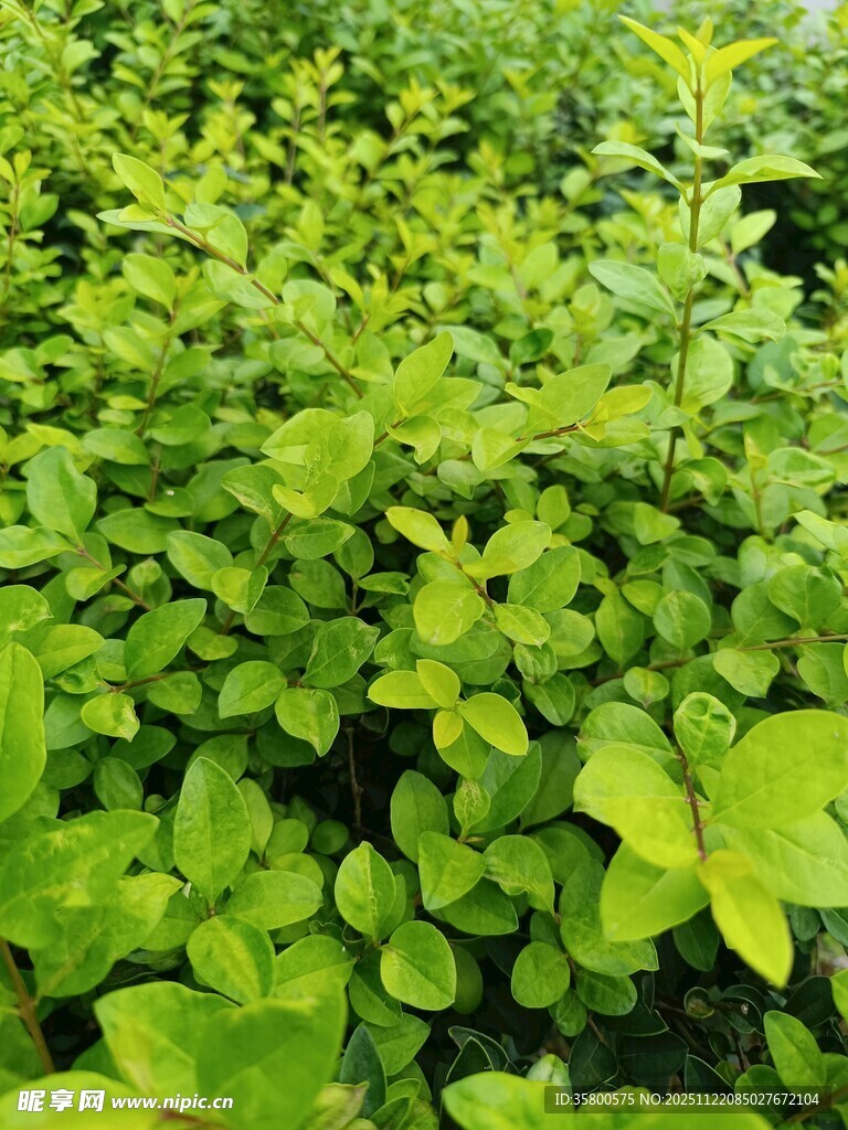 翠绿繁茂的植物景观