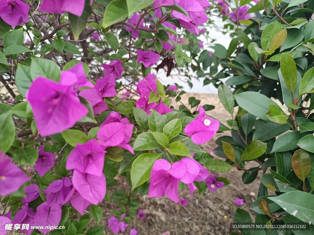 艳丽三角梅绽放