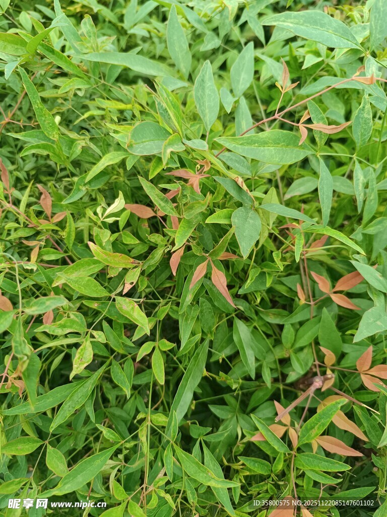 翠绿植物带些许枯黄叶片