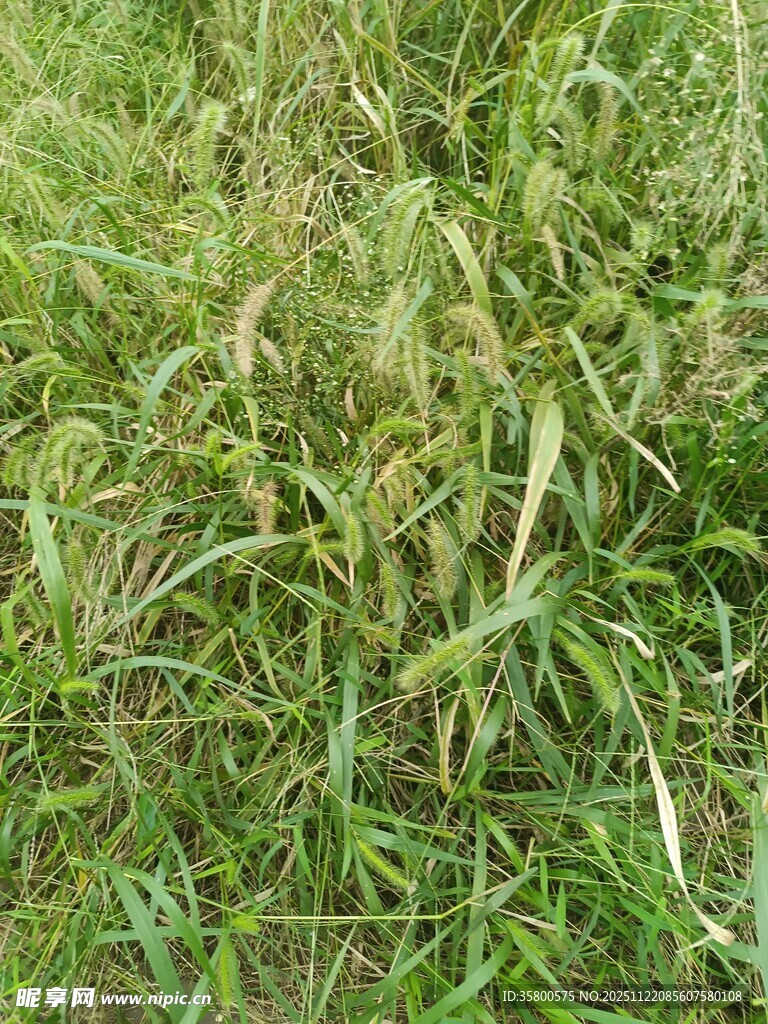 茂盛的绿色草丛