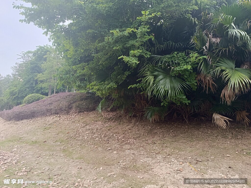 野外绿植丛生的自然景象