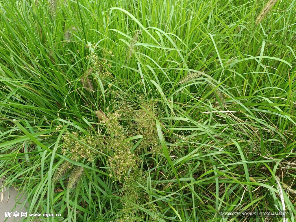 翠绿草丛中的生机景象