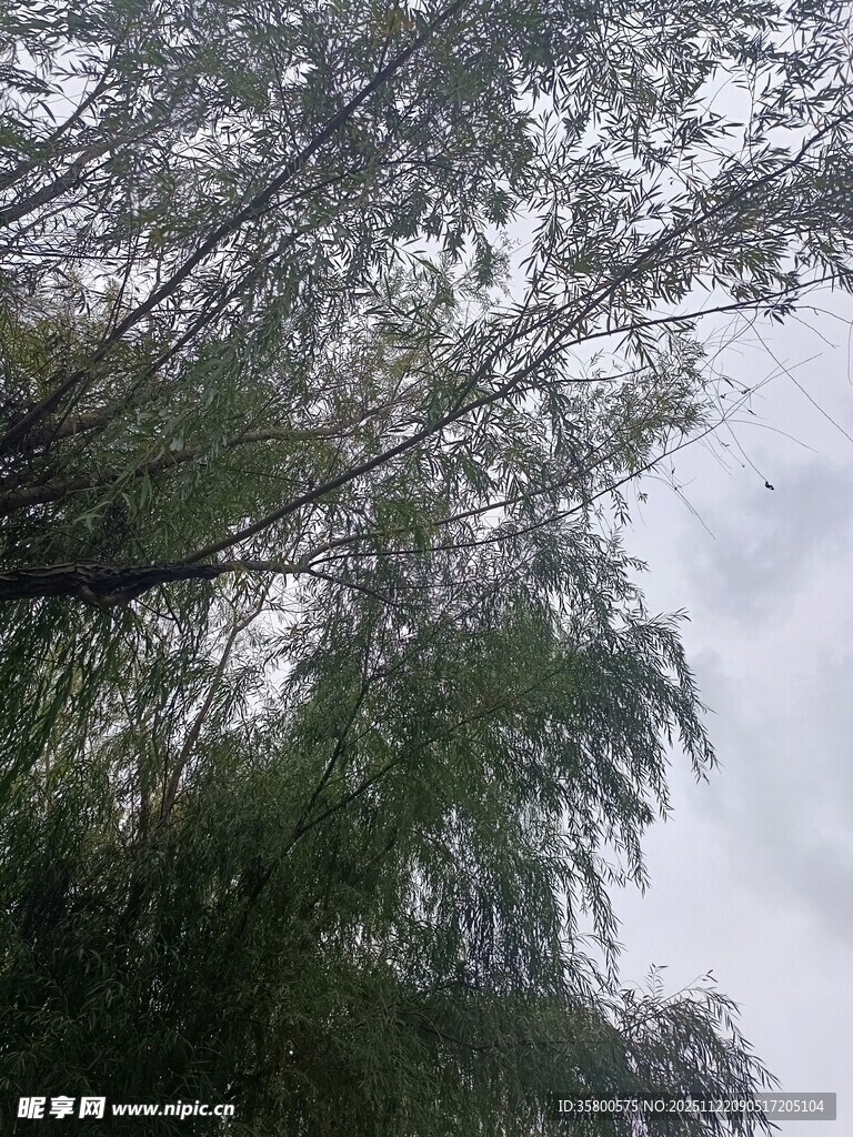 垂柳摇曳于灰白天空下