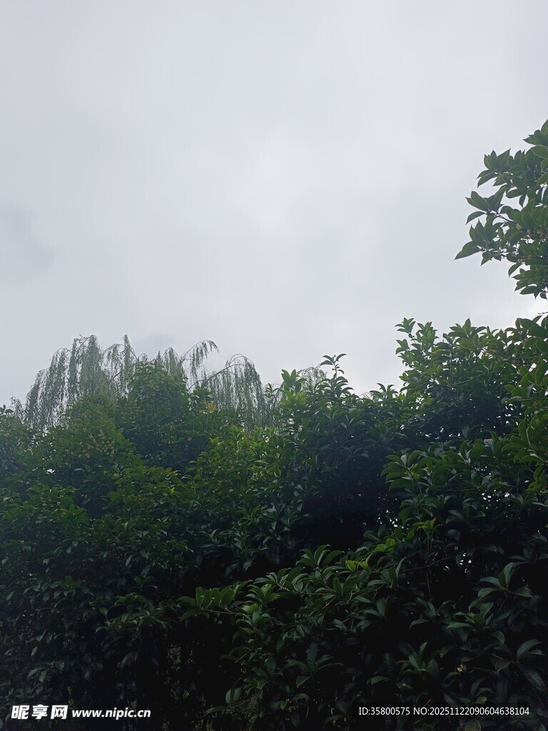 山林云雾中的繁茂植被