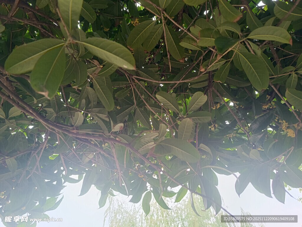 枝叶繁茂的绿意景象