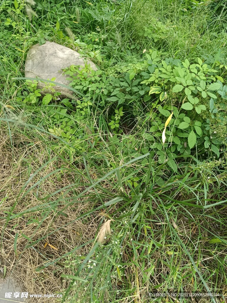 草丛中的石头