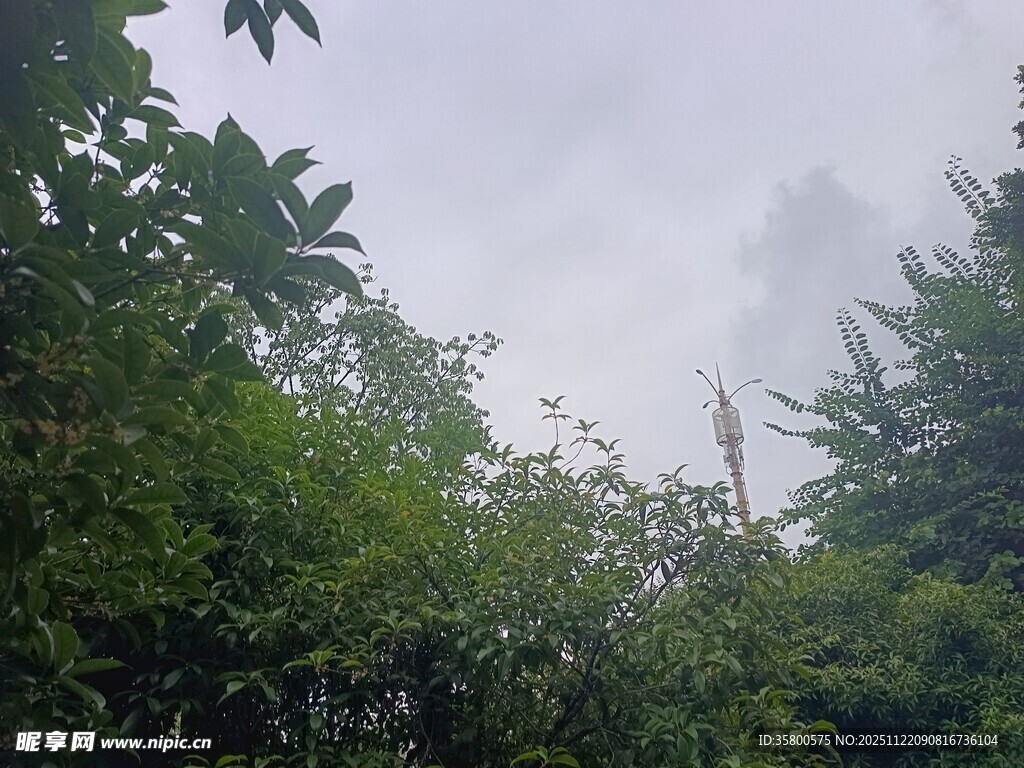 雾中葱郁山林景观