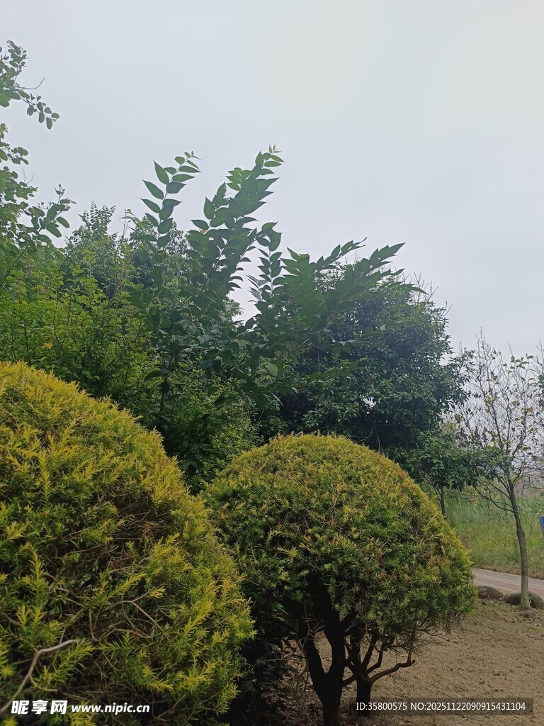 园林中的修剪整齐绿植