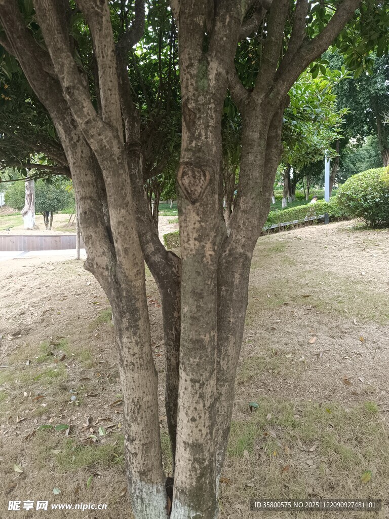 公园中粗壮的多干树木