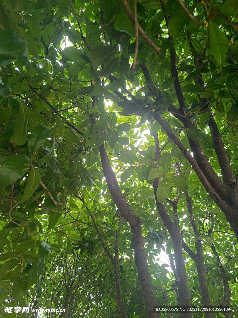 阳光洒落的茂密绿荫