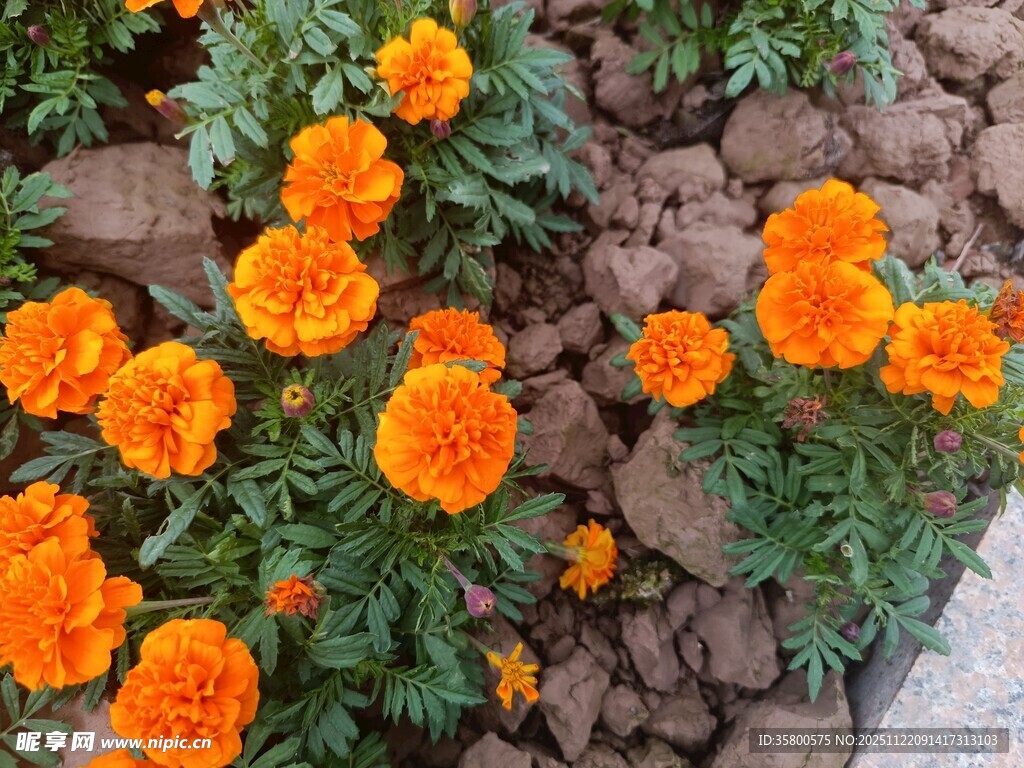 橙色万寿菊绽放于石间