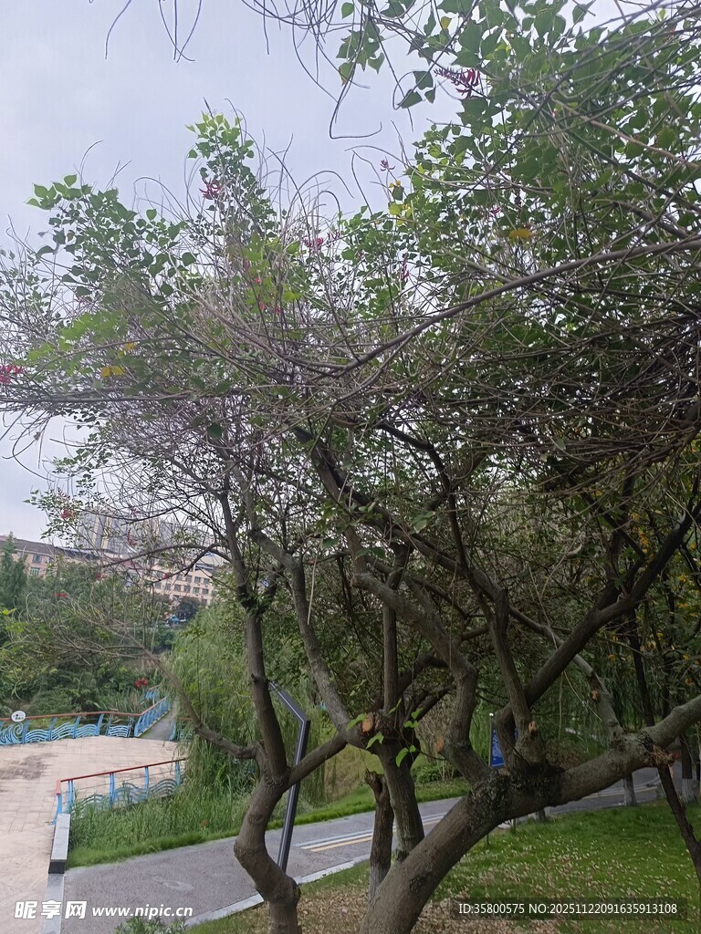 绿树环绕的户外景致