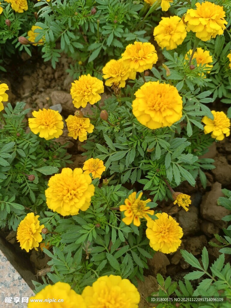 盛开的黄色万寿菊