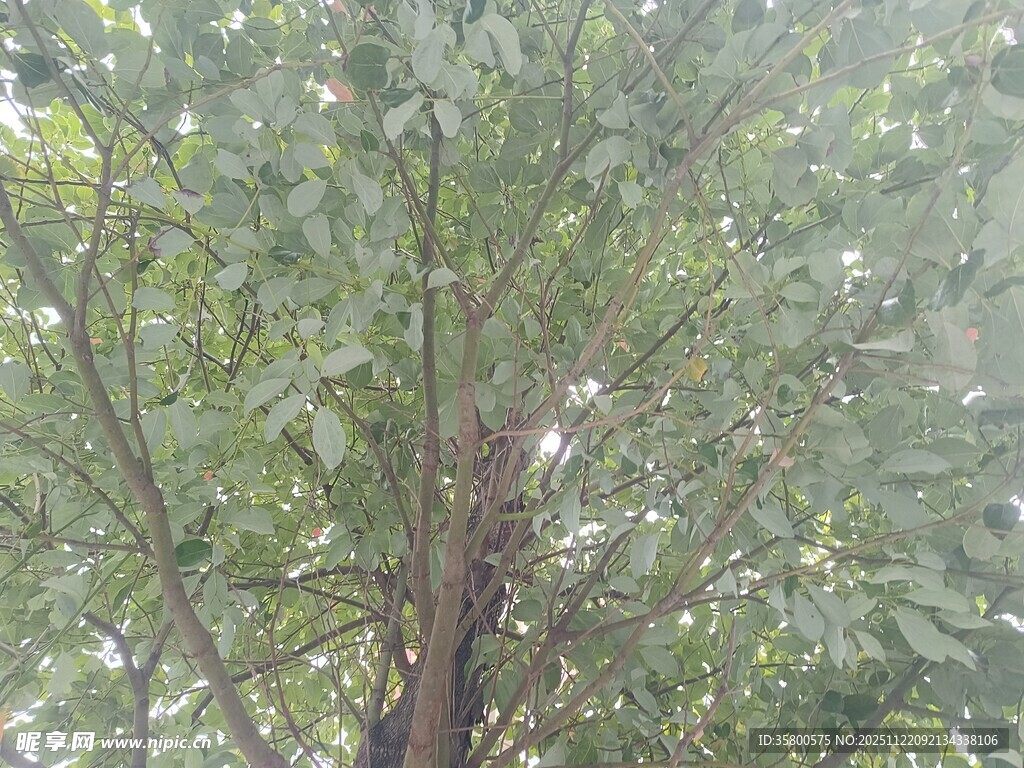 茂密树林中的繁茂枝叶