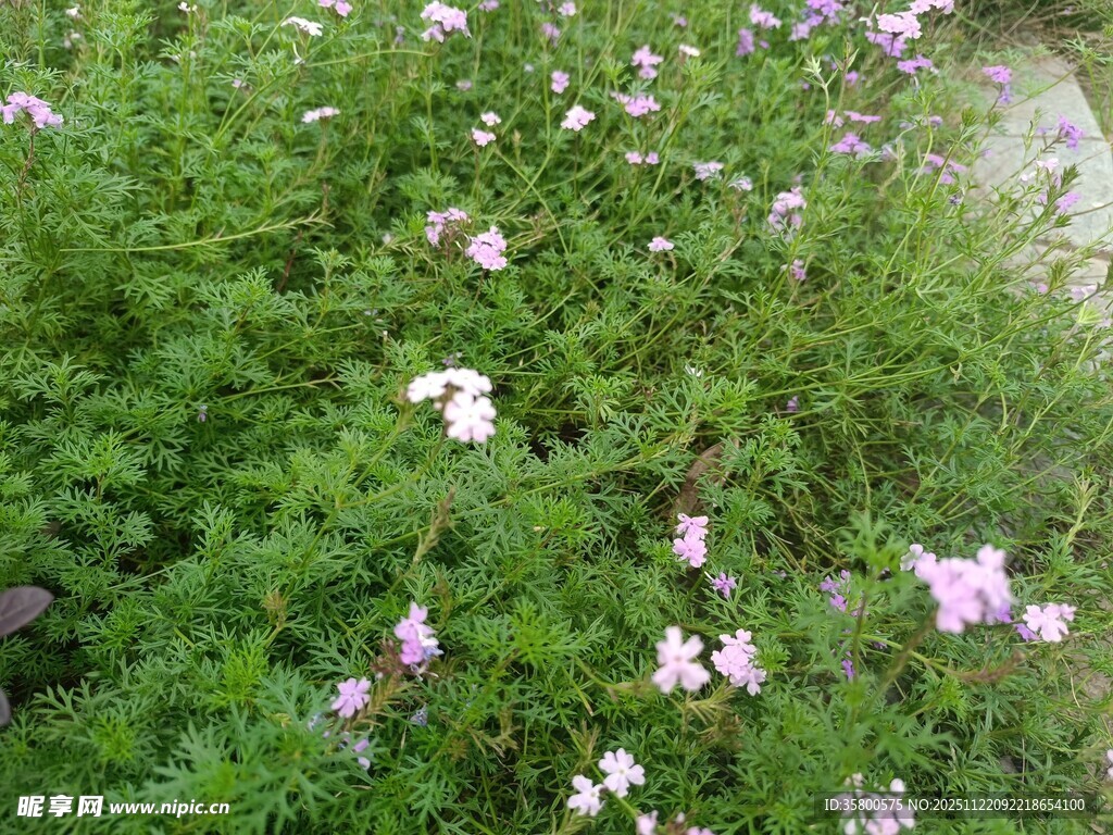 繁花盛开的绿色植物景观