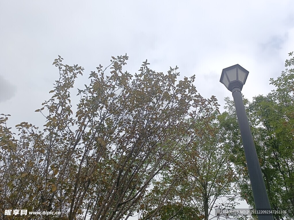 路灯旁的繁茂树木