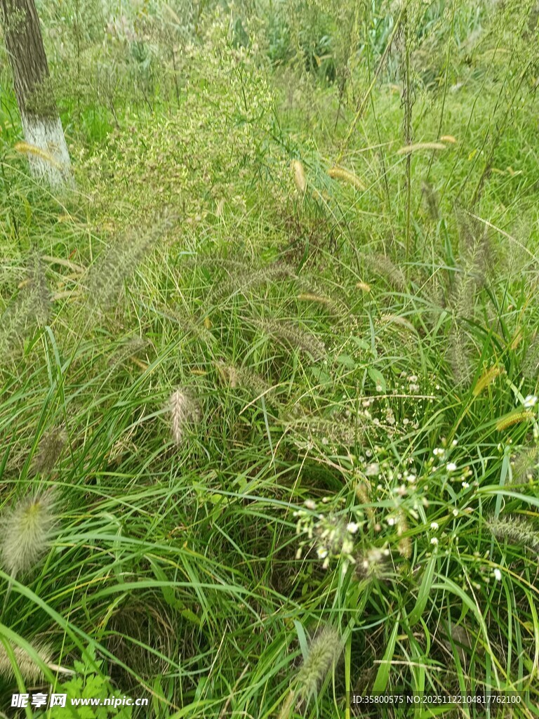 野外茂密草丛景观